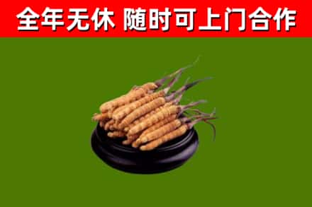 梁山县回收冬虫夏草